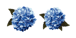 Hydrangea aka Hortensia Cursor