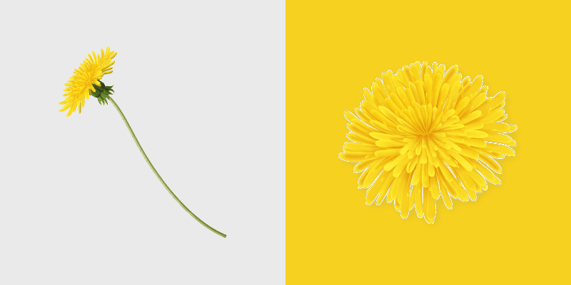 Dandelion Delight custom cursor pack preview for Chrome, Edge and Windows